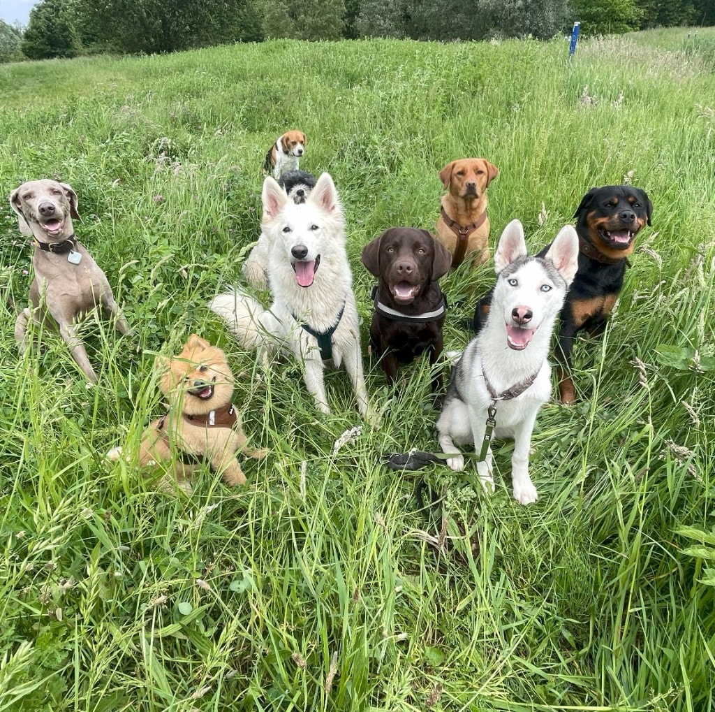 Groep honden op avontuurlijke daguitstap in het veld