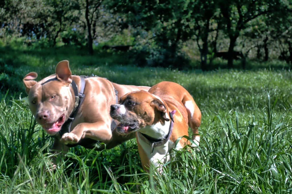 Honden rennen vrij door het gras