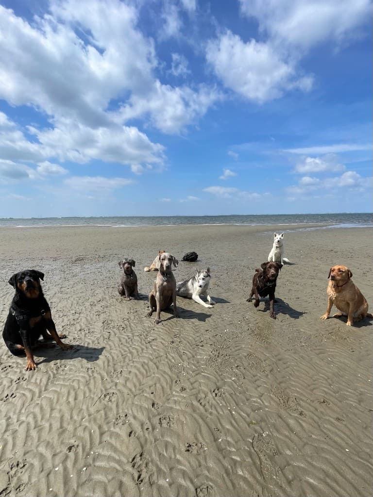 Groep Happy Hounds op het strand tijdens een daguitstap