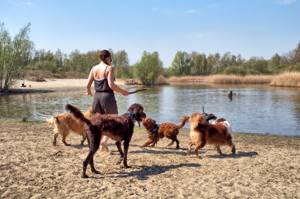 Uitlater met honden aan de vijver tijdens een daguitstap