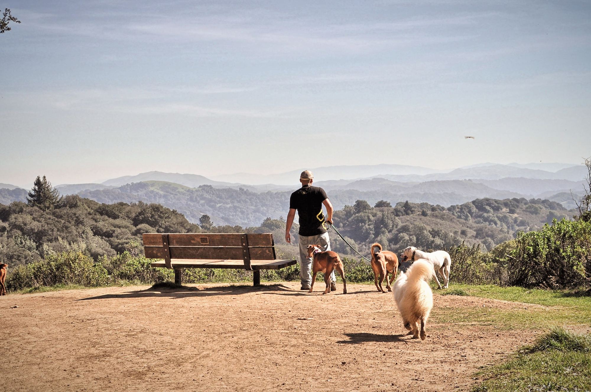 Uitlater met honden aan een uitkijkpunt in de natuur