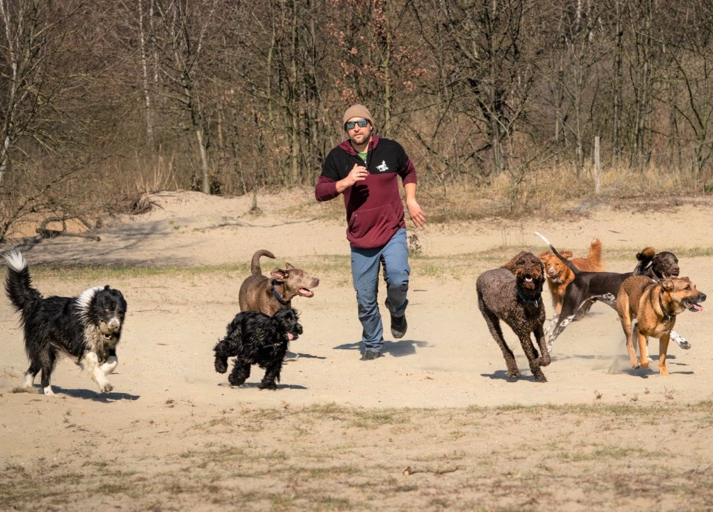 Wandelgroep honden van One Happy Hound