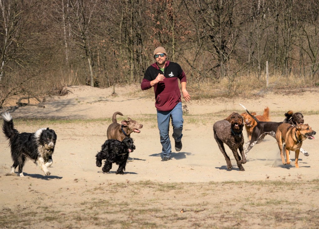 Team van One Happy Hound met een groep honden